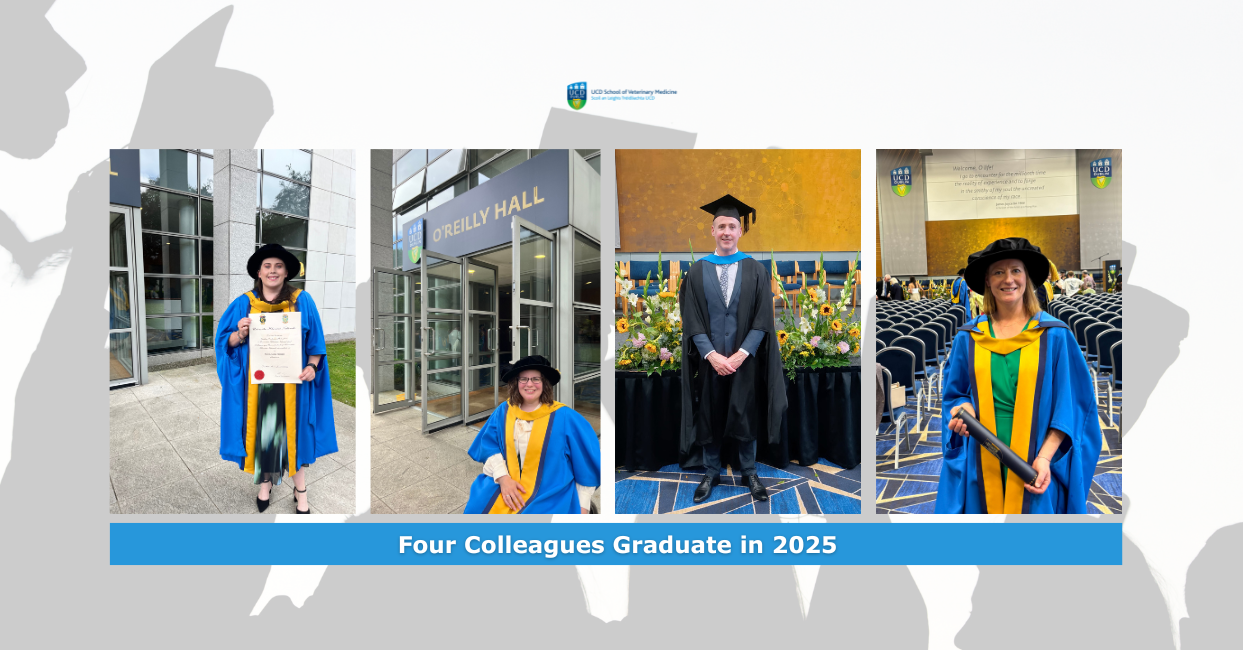 A graduation collage featuring four UCD School of Veterinary Medicine staff members. From left to right: a woman in blue and gold robes holding her degree scroll outside O'Reilly Hall; another woman in similar academic dress smiling in front of the same venue; a man in a black graduation gown and cap standing on a decorated stage; and a woman in doctoral robes holding a diploma in a large hall lin